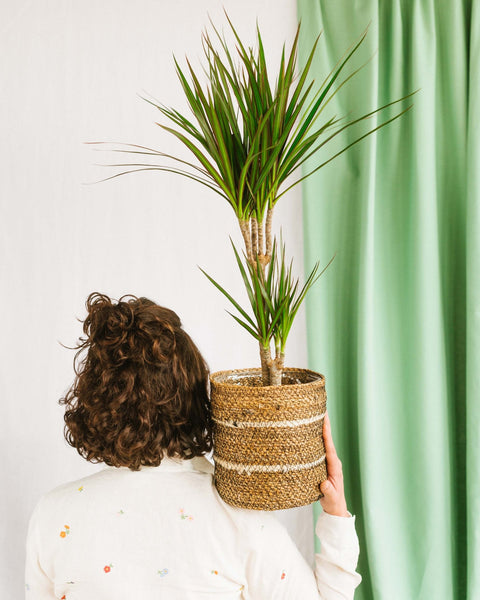 Dracaena