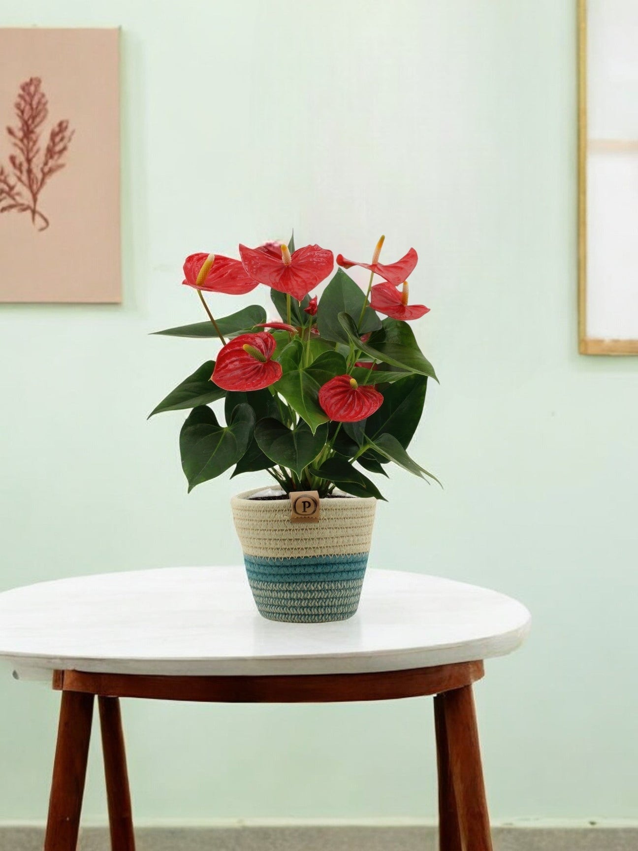 Duo Anthurium & pot par Houwenplant - La Green Touch