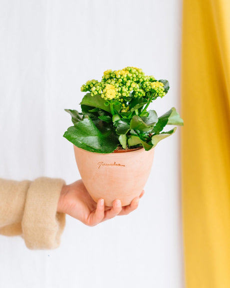 Kalanchoe - La Green Touch