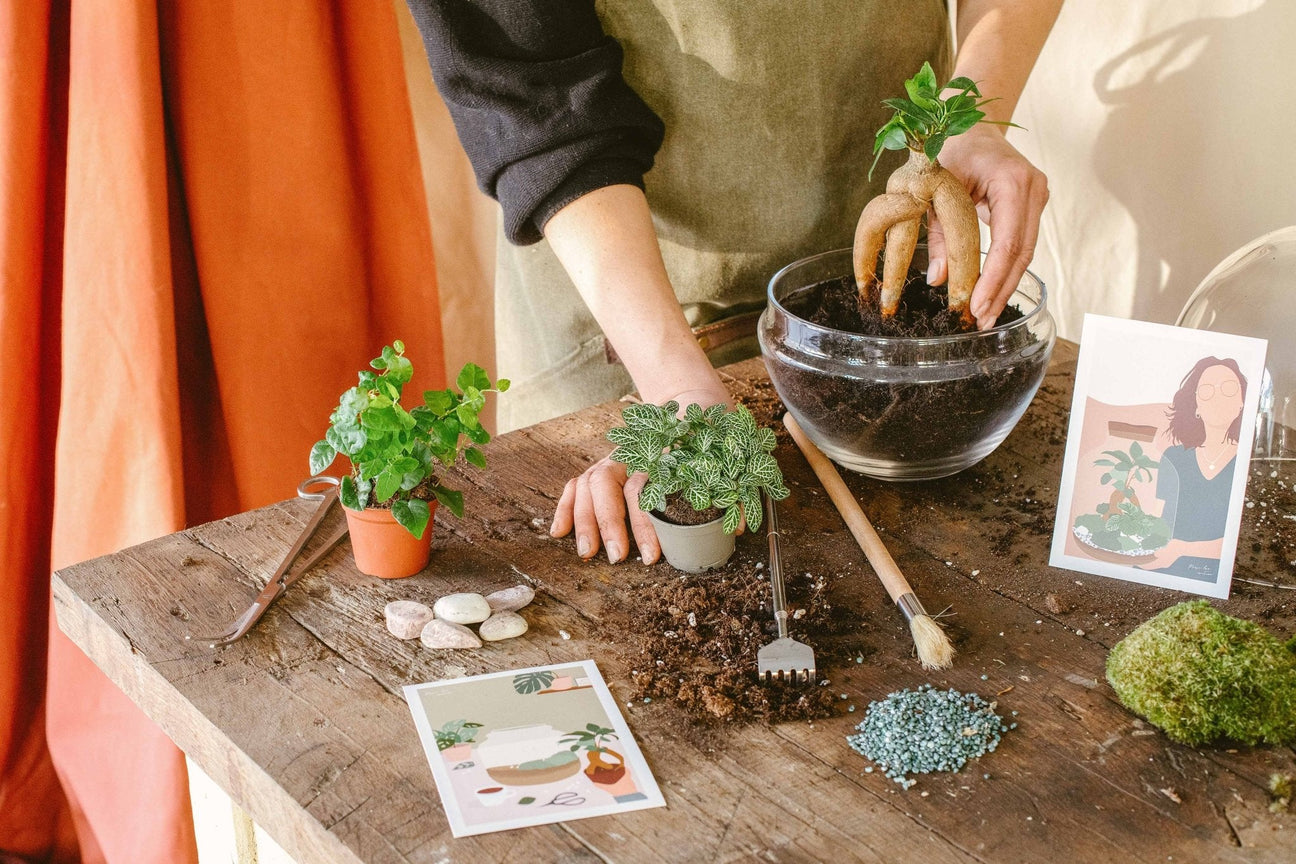 Kit terrarium DIY - La Green Touch