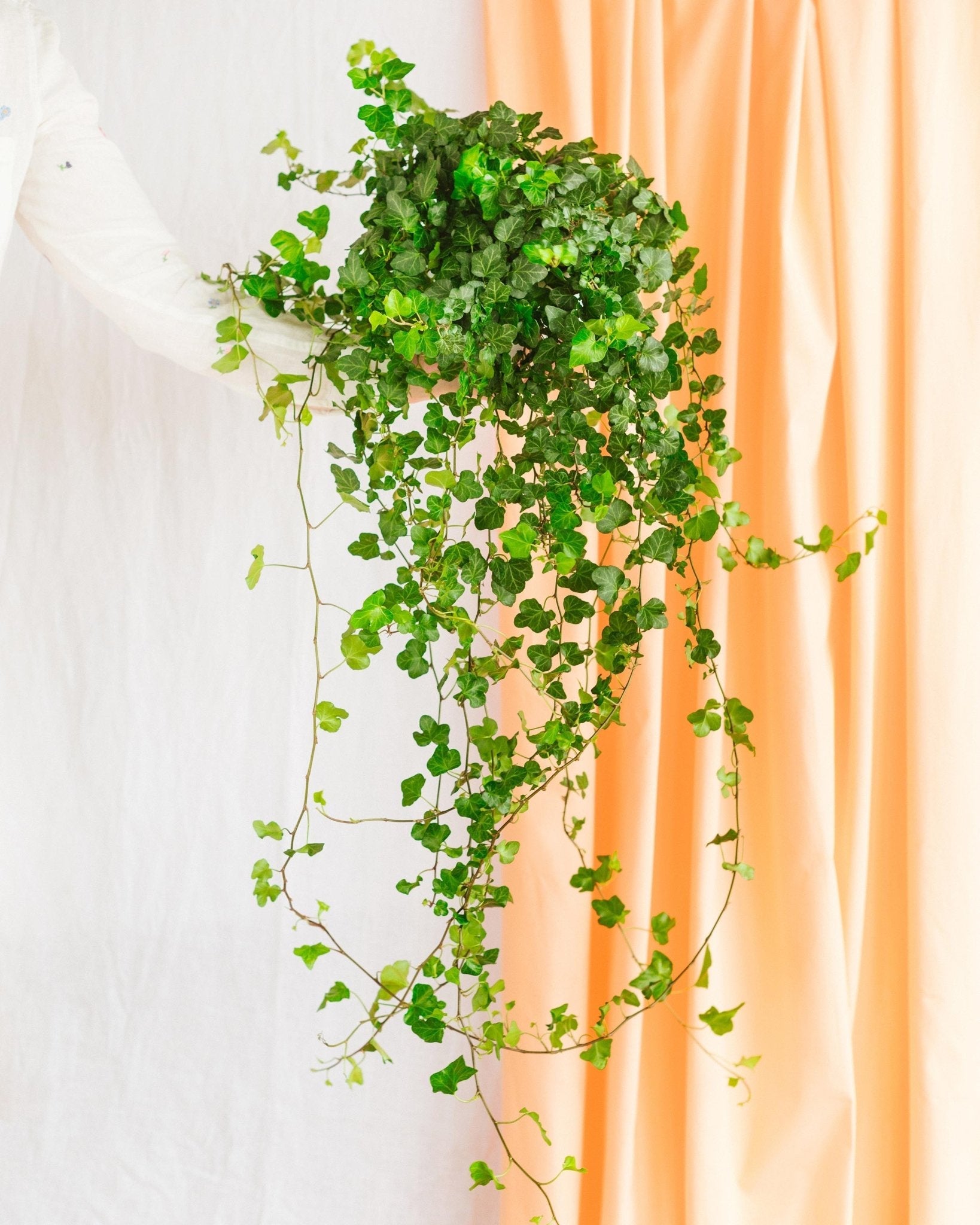 Lierre - La Green Touch