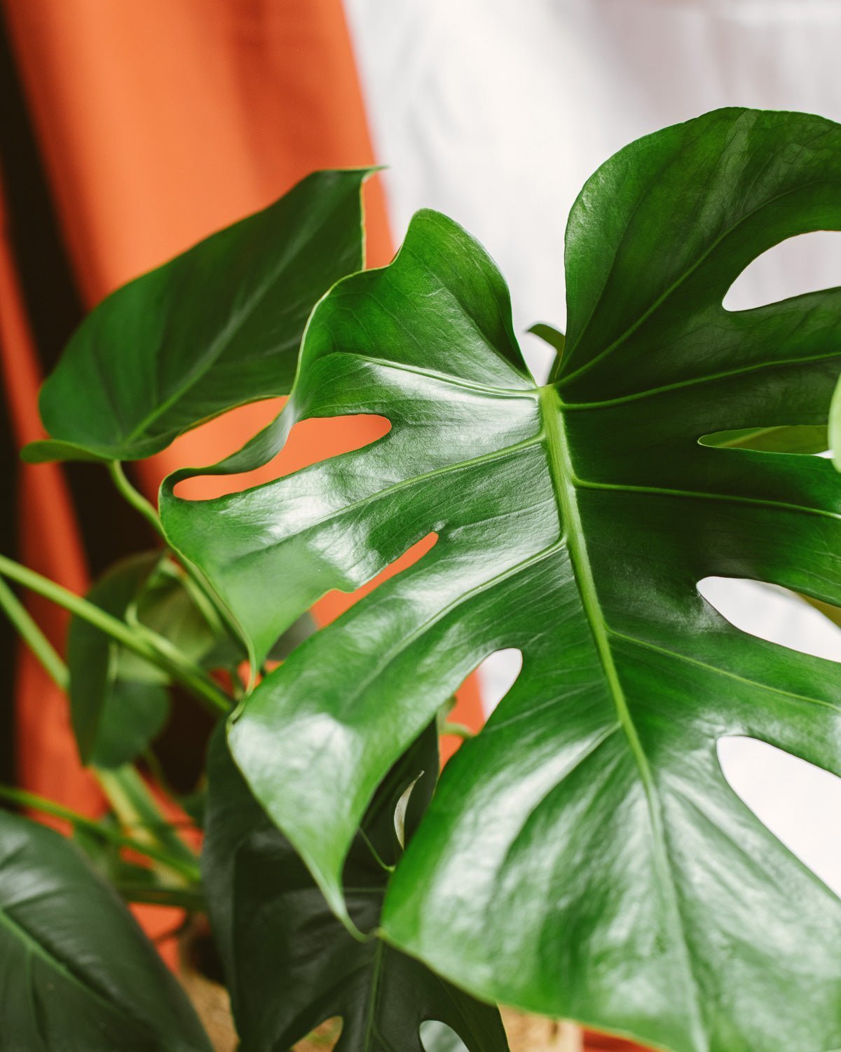 Monstera - La Green Touch