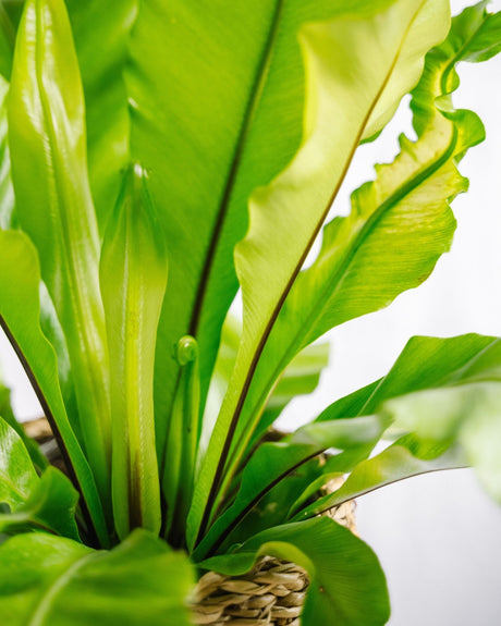 Plantes d'intérieur pour un été tropical - La Green Touch