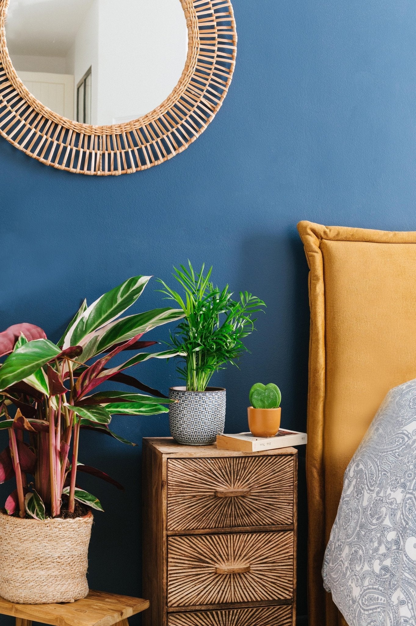Quelle plante pour ma chambre ? - La Green Touch