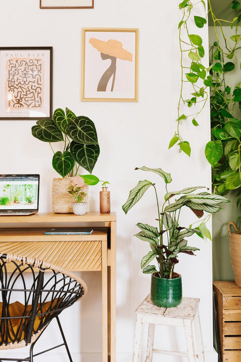 Plantes pour mon bureau
