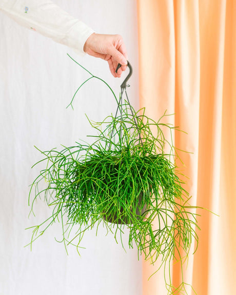 Rhipsalis - La Green Touch