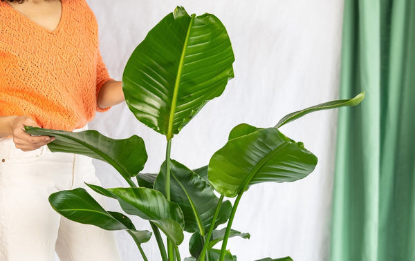 Plantas de interior muy grandes