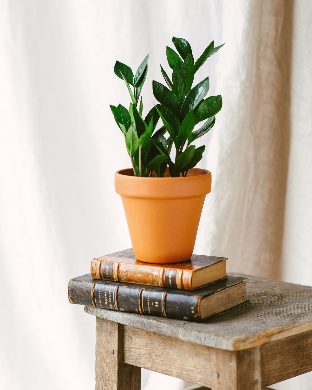 Zamioculcas - La Green Touch