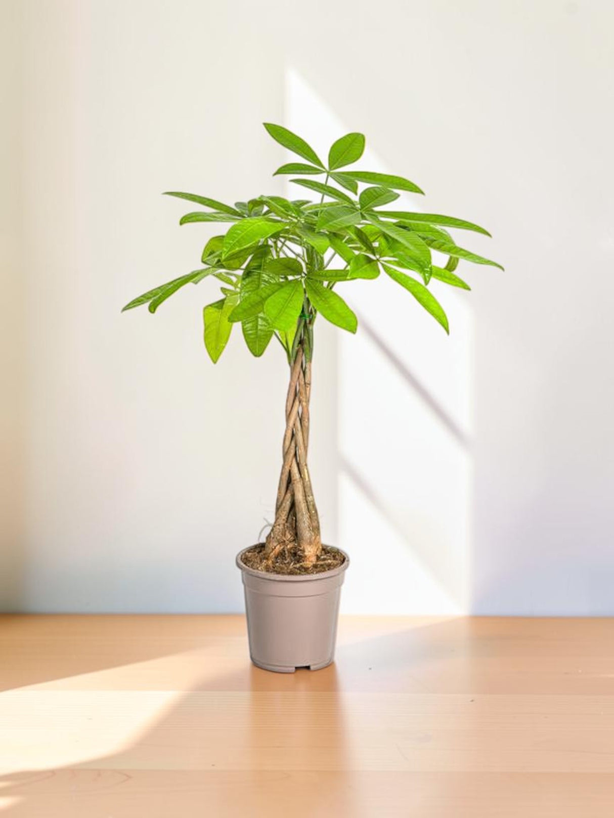 Pachira Acuática Ø19cm - ↕80cm