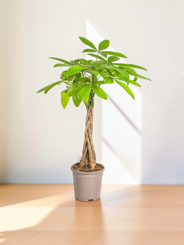 Pachira Acuática Ø19cm - ↕80cm