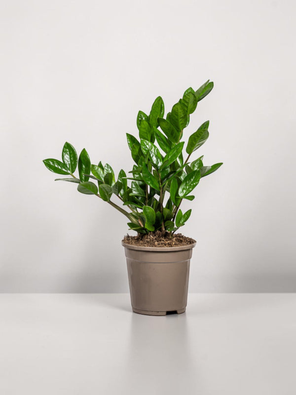 Zamioculcas Zamiifolia