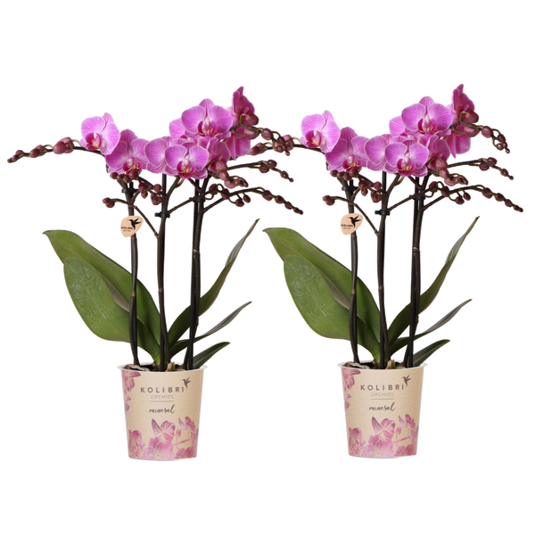 Orchidées Phalaenopsis Vienna - 2 plantes - H 35 cm, pot Ø9 cm