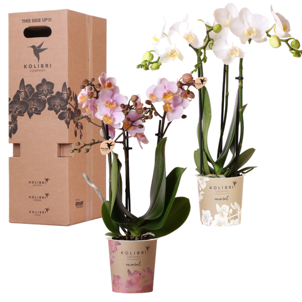 Orchidées surprise en mélange - 2 Phalaenopsis différentes - H 35 cm, pot Ø9 cm