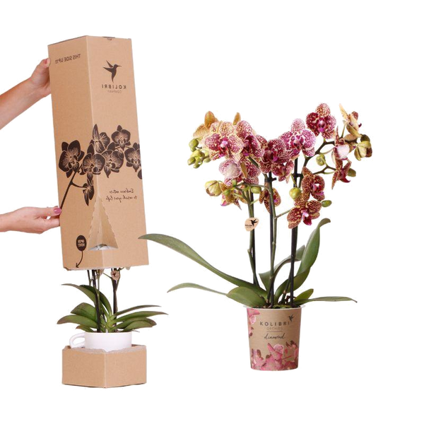 Orchidée surprise Diamond - Phalaenopsis - H 35 cm, pot Ø9 cm
