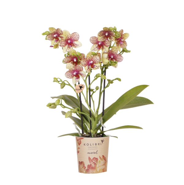 Orchidée Phalaenopsis orange et jaune Mineral Grosseto - H 33 cm, pot Ø9 cm