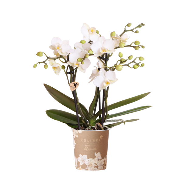 Orchidée Phalaenopsis blanche Blossom Zurich - H 35 cm, pot Ø9 cm