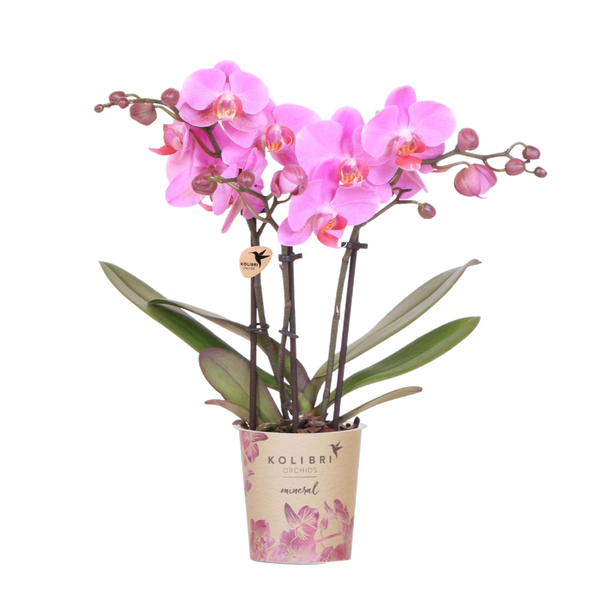 Orchidée Phalaenopsis violette et rose Mineral Frederikstad - H 35 cm, pot Ø9 cm