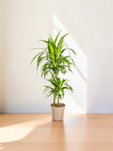 Dracaena Lisa