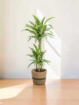 Dracaena White Stripe avec cache-pot