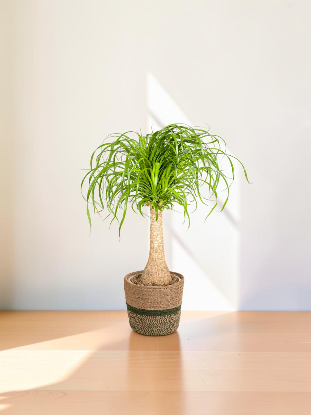 Beaucarnea Recurvata - Tronc avec cache-pot