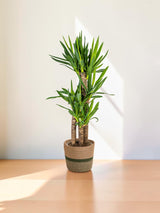 Yucca Elephantipes avec cache-pot