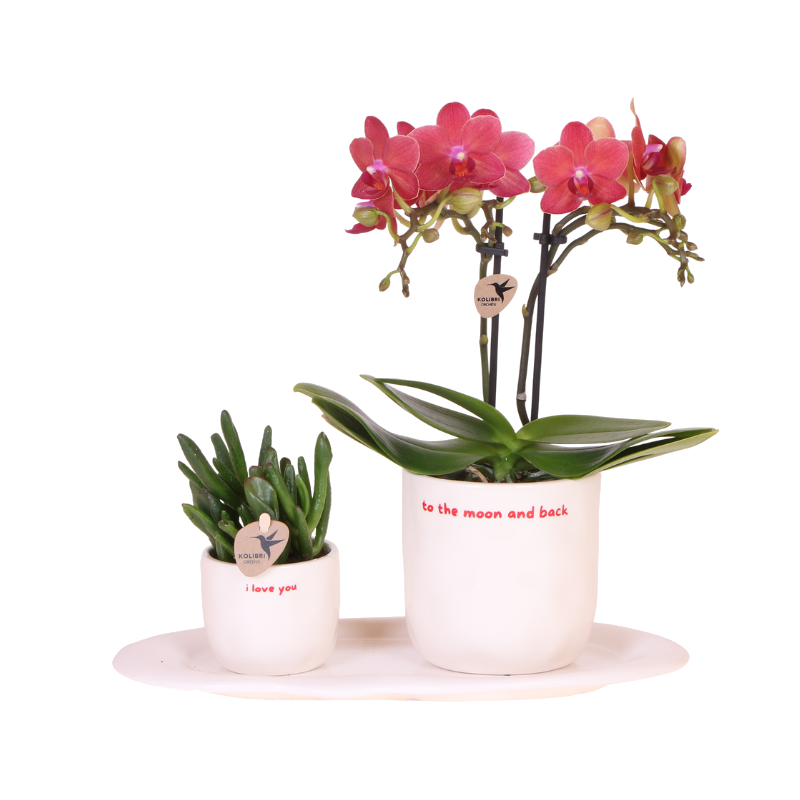 Coffret Love You - orchidée Congo rouge et plante verte en cache-pots - H 35 cm