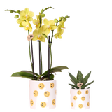 Set orchidée Albenga jaune et succulente - cache-pots Smiley - H 35 cm, pot Ø9 cm