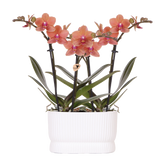 Orchidées Phalaenopsis orange Mineral Bolzano - lot de 2 en cache-pot double Diabolo blanc - H 40 cm, pot Ø9 cm