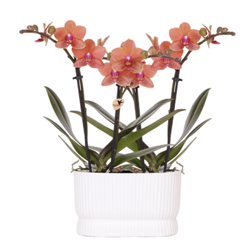 Orchidées Phalaenopsis orange Mineral Bolzano - lot de 2 en cache-pot double Diabolo blanc
