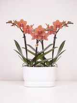 Orchidées Phalaenopsis orange Mineral Bolzano - lot de 2 en cache-pot double Diabolo blanc