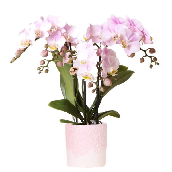 Orchidée Phalaenopsis rose Mineral Antwerpen avec cache-pot Bloom rose - H 40 cm, pot Ø9 cm