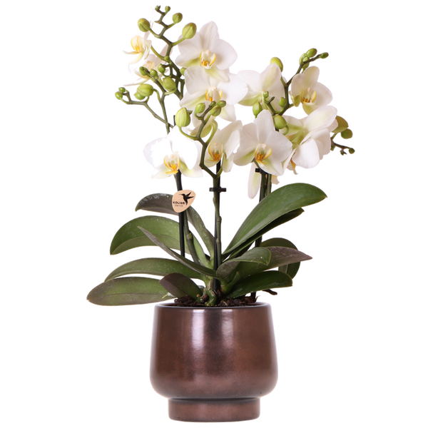 Orchidée Phalaenopsis blanche Blossom Lausanne avec cache-pot Scandic cuivre - H 40 cm, pot Ø9 cm