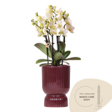 Orchidée Phalaenopsis blanche Blossom Lausanne avec cache-pot Diabolo rouge foncé à réserve d'eau - H 45 cm, pot Ø9 cm