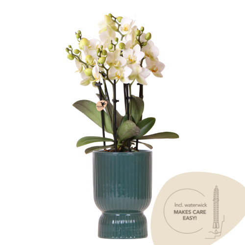 Orchidée Phalaenopsis blanche Blossom Lausanne avec cache-pot Diabolo vert à réserve d'eau - H 45 cm, pot Ø9 cm
