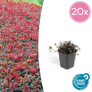 Acaena Microphylla (Acaena microphylla) 'Kupferteppich'