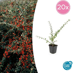 6x Cotoneaster suec. 'Belleza coralina' - ↕10-25cm - Ø9cm