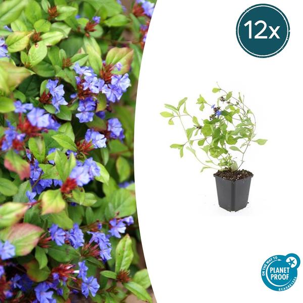 Plumbago de Chine