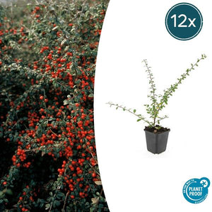 6x Cotoneaster suec. 'Belleza coralina' - ↕10-25cm - Ø9cm