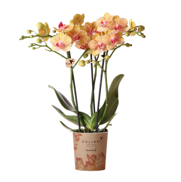 Orquídea naranja y su maceta - h35cm, Ø9cm