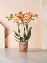 Orquídea naranja y su maceta - h35cm, Ø9cm