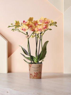 Orquídea naranja y su maceta - h35cm, Ø9cm