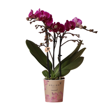 Orquídea morada y su maceta - h35cm, Ø9cm