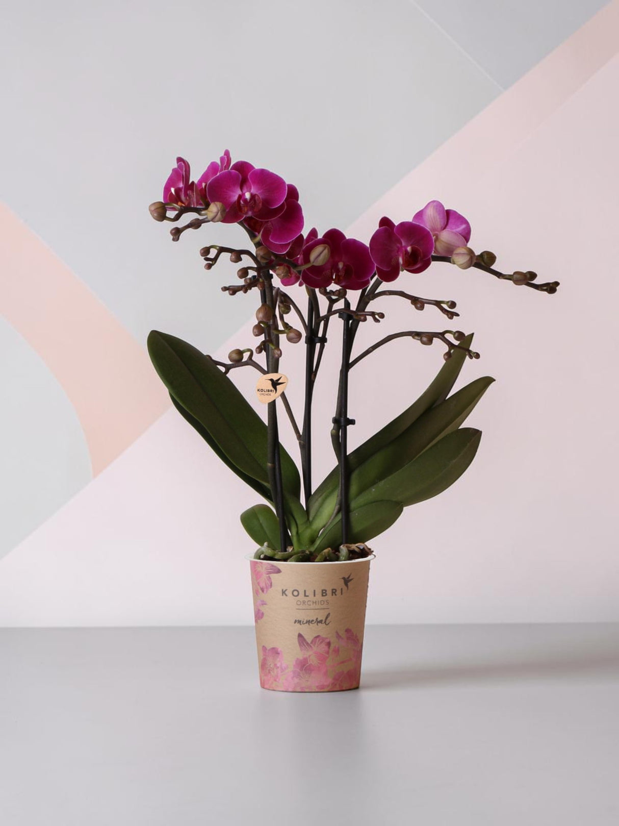 Orquídea morada y su maceta - h35cm, Ø9cm