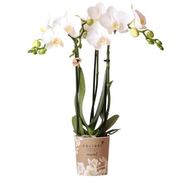 Orquídea blanca y su maceta - h35cm, Ø9cm