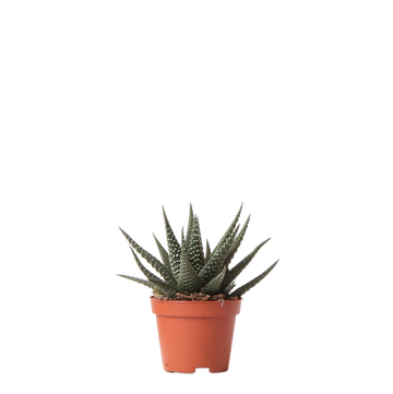 Haworthia Alteza Real h11cm