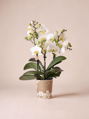 Orquídea blanca - Ø9cm - planta de interior