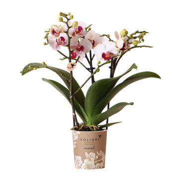 Orquídea blanca y rosa - Ø9cm - planta de interior