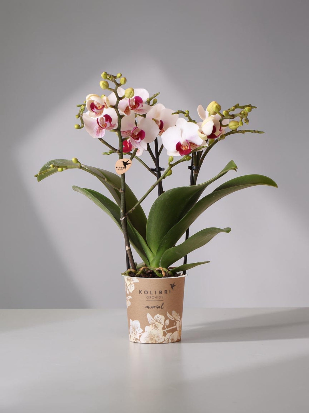 Orquídea blanca y rosa - Ø9cm - planta de interior