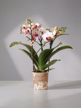 Orquídea blanca y rosa - Ø9cm - planta de interior