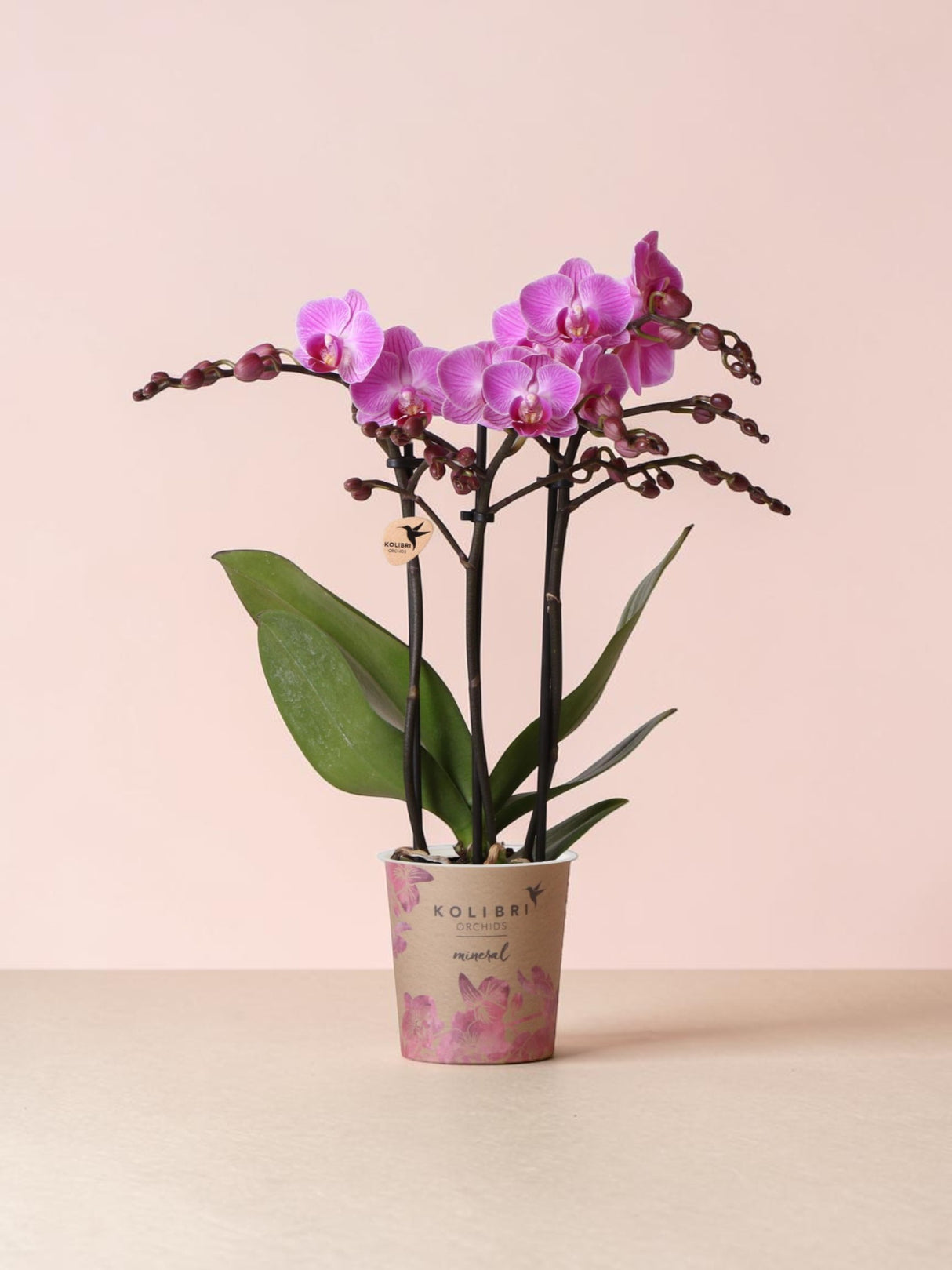 Orquídea rosa - Ø9cm - planta de interior